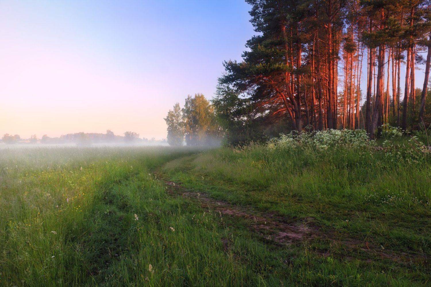 рассвет, поле, лес, дымка,, Сергей Шабуневич