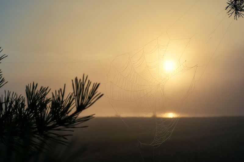 утро, рассвет,туман,берег реки,золотое солнце,паутинка,ветки сосны,morning, dawn, fog, river bank, golden sun, spider web, pine branches, Увидеть новый день... фото превью