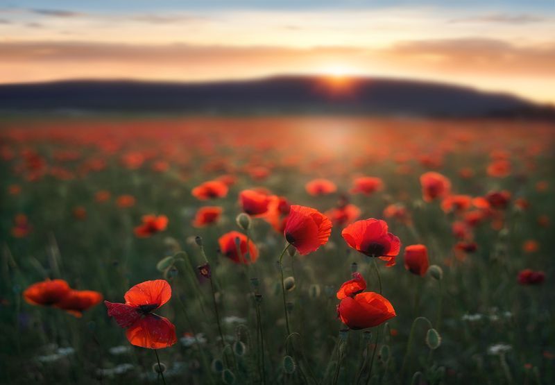 Закат на маковом поле фото превью