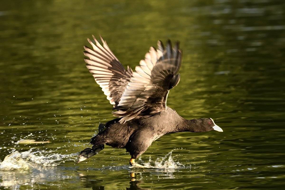 птицы birds, Jaroslav Mego