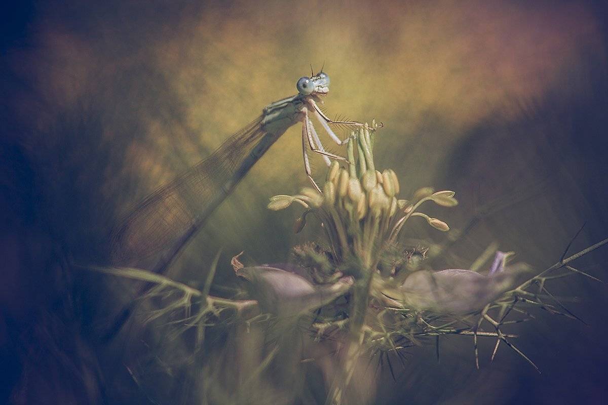 , Nicolae Fanurie Chirobocea