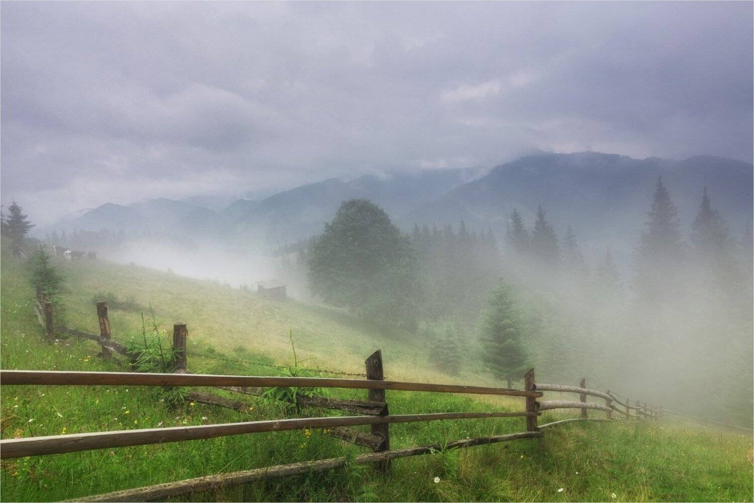 carpathians mountain field карпаты полонына, Игорь Марценюк