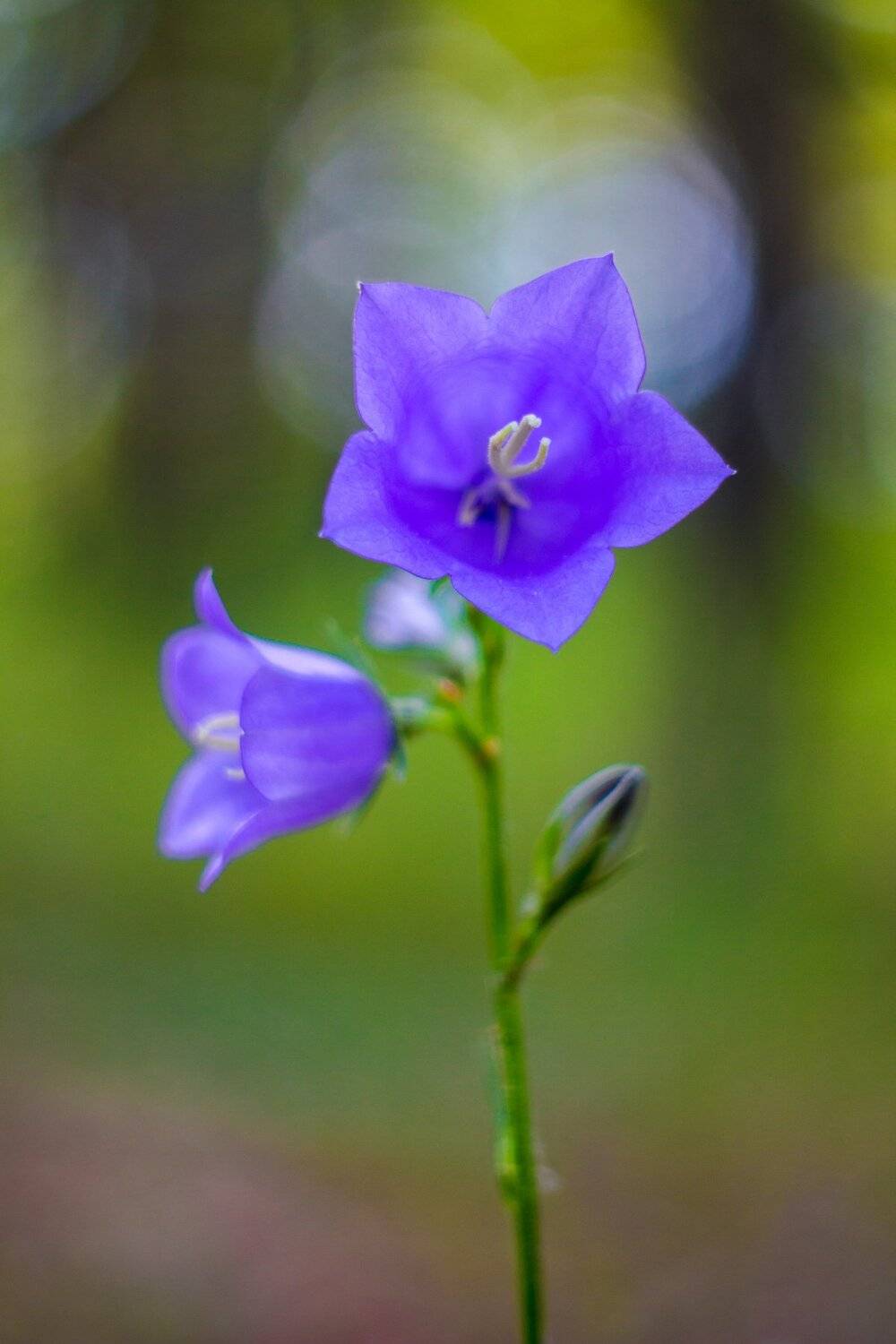 , Руслан Востриков