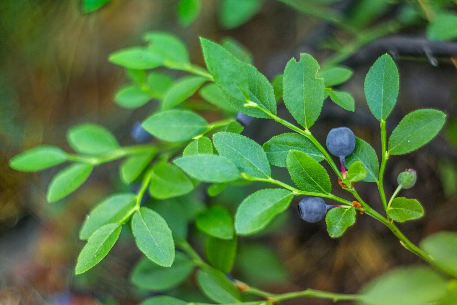 , Руслан Востриков