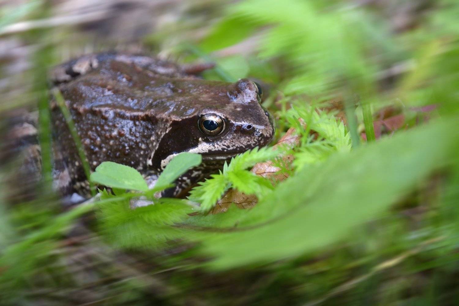 , Марина Никифорова