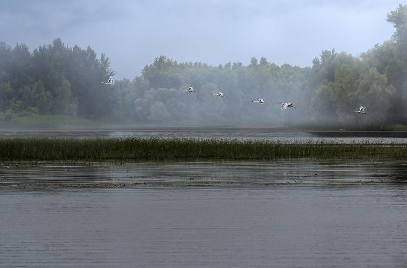 Волга, река, рыбалка, рассвет, Саратов, облака, туман, птицы, камыши Волжские рассветы фото превью