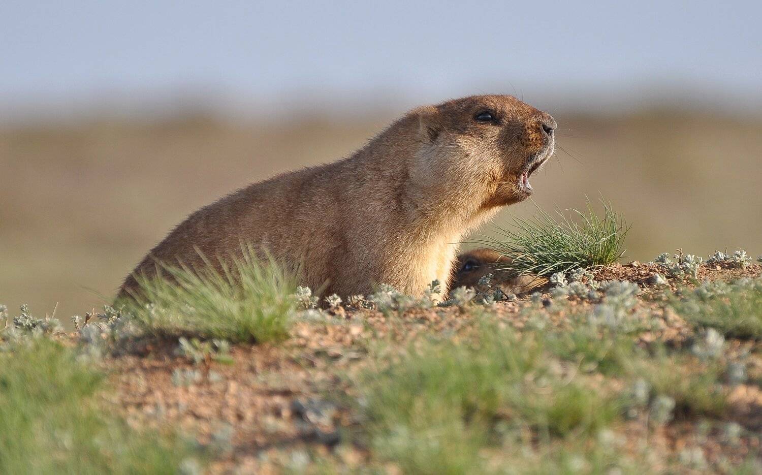 сурок, Евгений Дроботенко