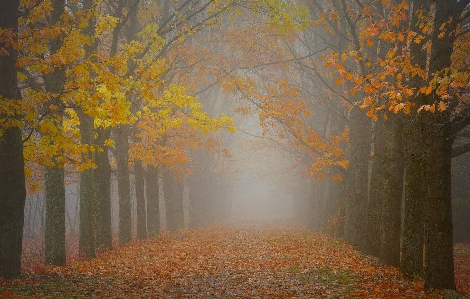 осень рассвет аллея туман, Александр Жарников