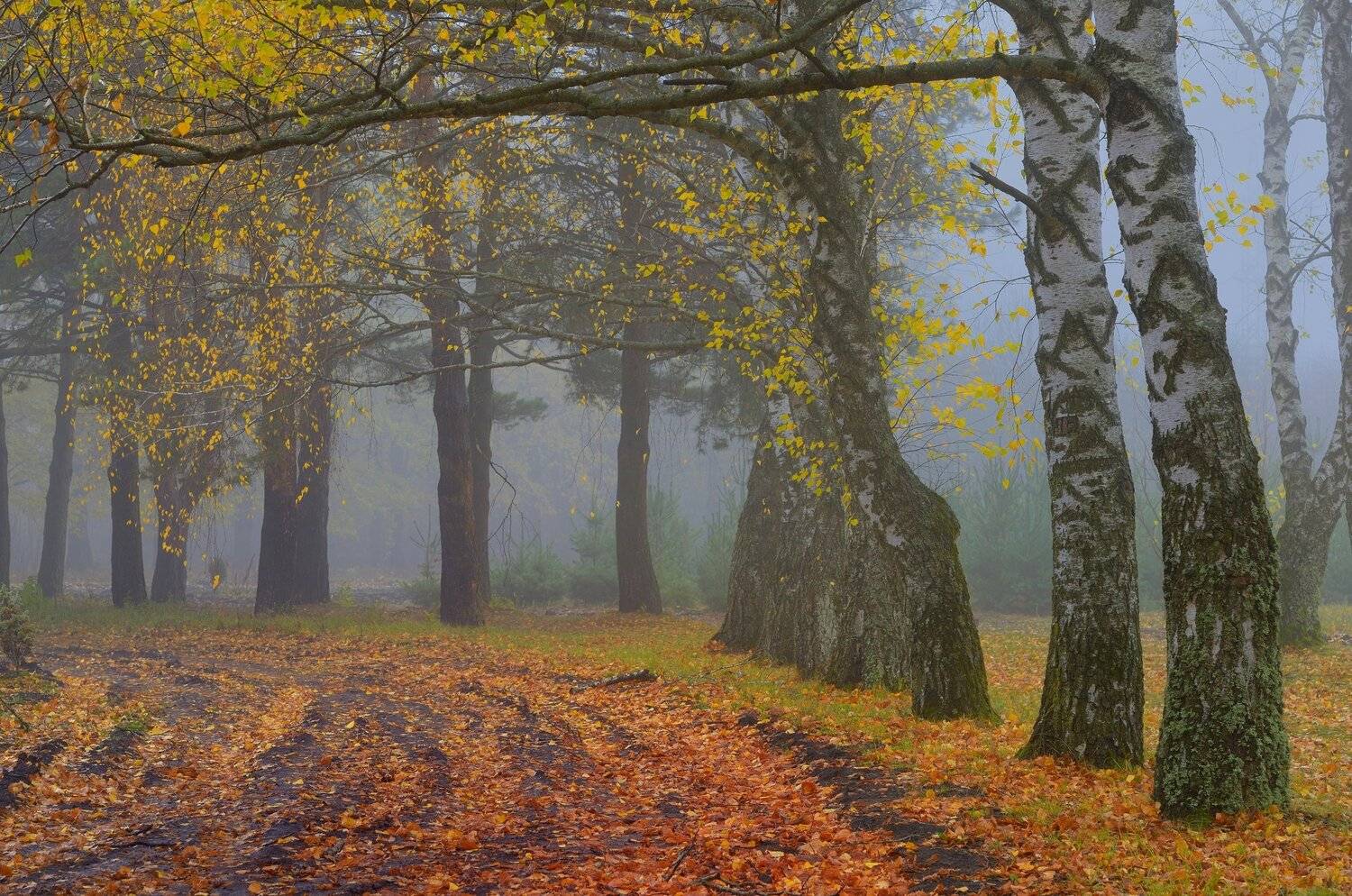 осень рассвет аллея туман, Александр Жарников