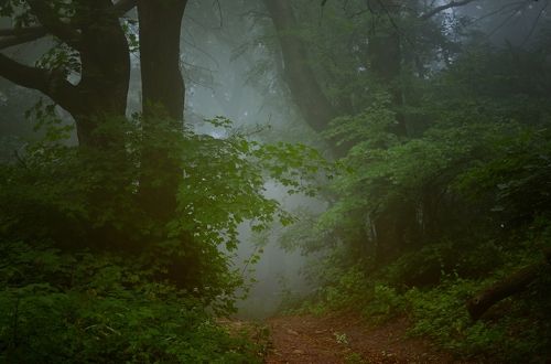 Тропа в туманном лесу