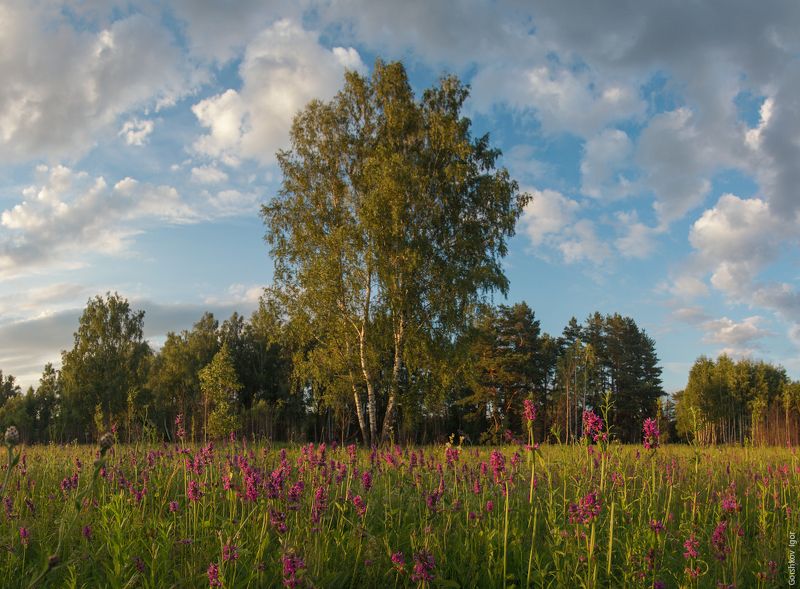лето,природа,пейзаж,деревья,цветы,панорама,июль,дерево,поле,луг,вечер Июль фото превью