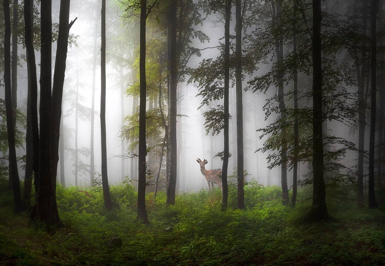 , Тодор Танев