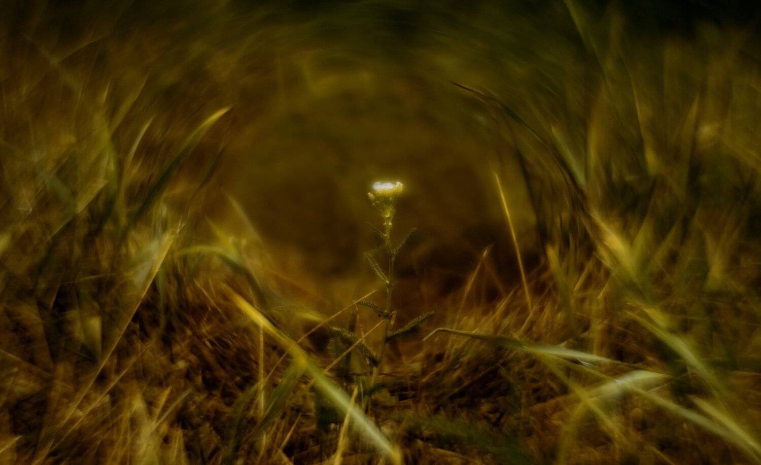 природа,лето,беларусь,макро,цветы, Sixten ( Сергей )