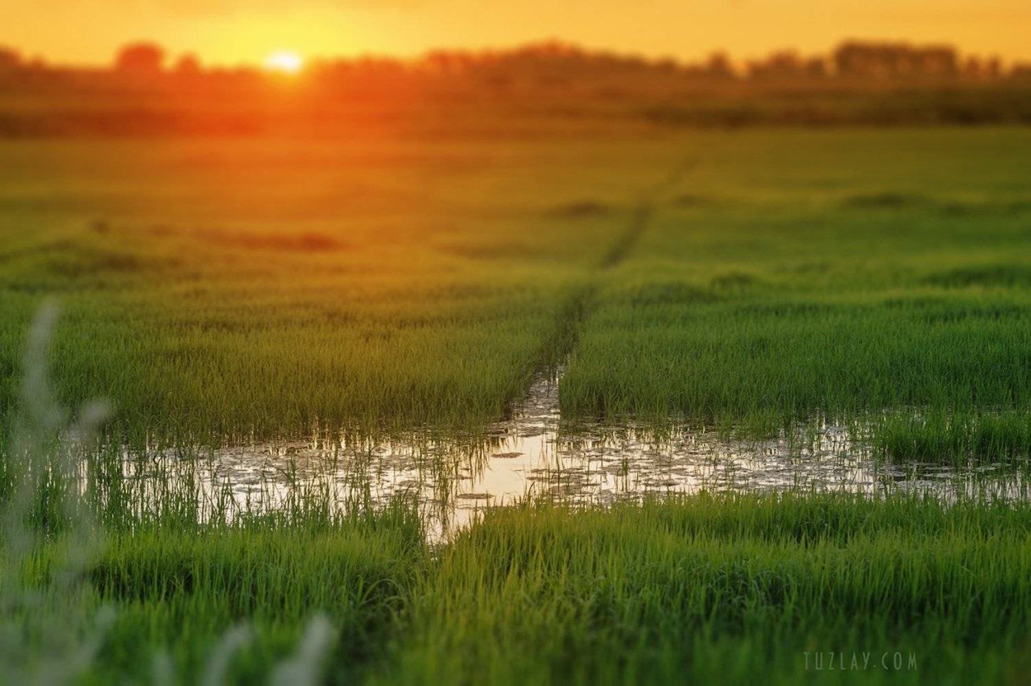 земля таманская, таманский полуостров, закат, вечер, рисовые чеки, Владимир Тузлай