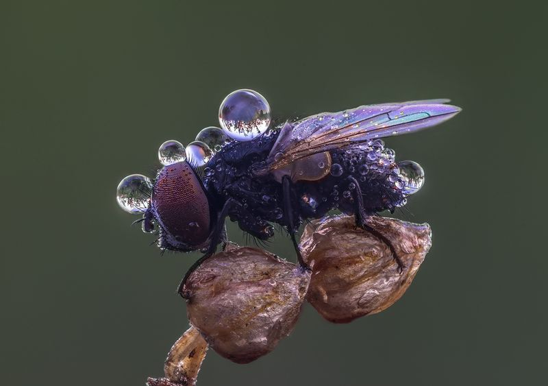 ... фото превью