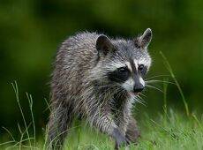 Енот-полоскун - Raccoon