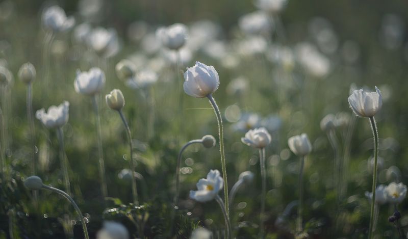 о нежности анемон... фото превью