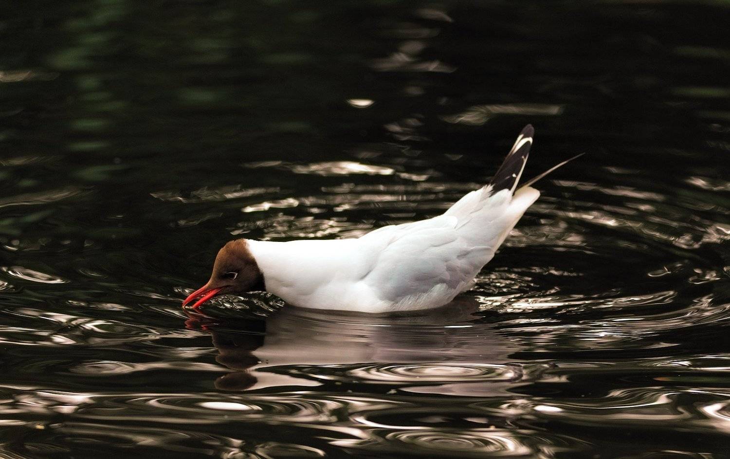 gull, wild life, birds, reflection, river, Ольга Тарасюк