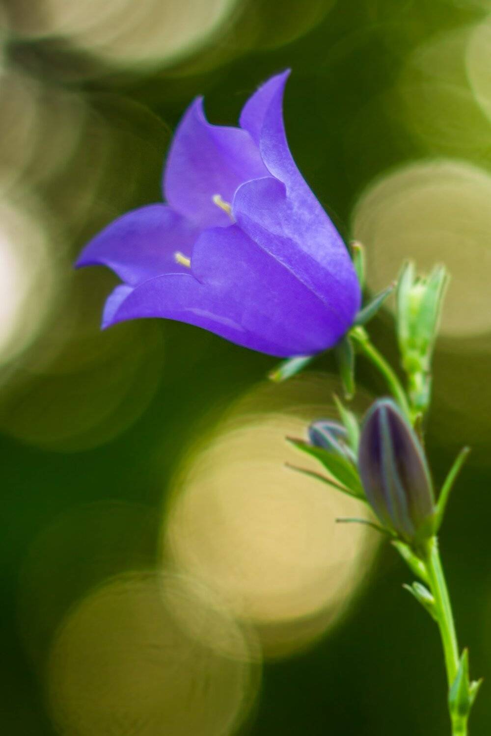 , Руслан Востриков