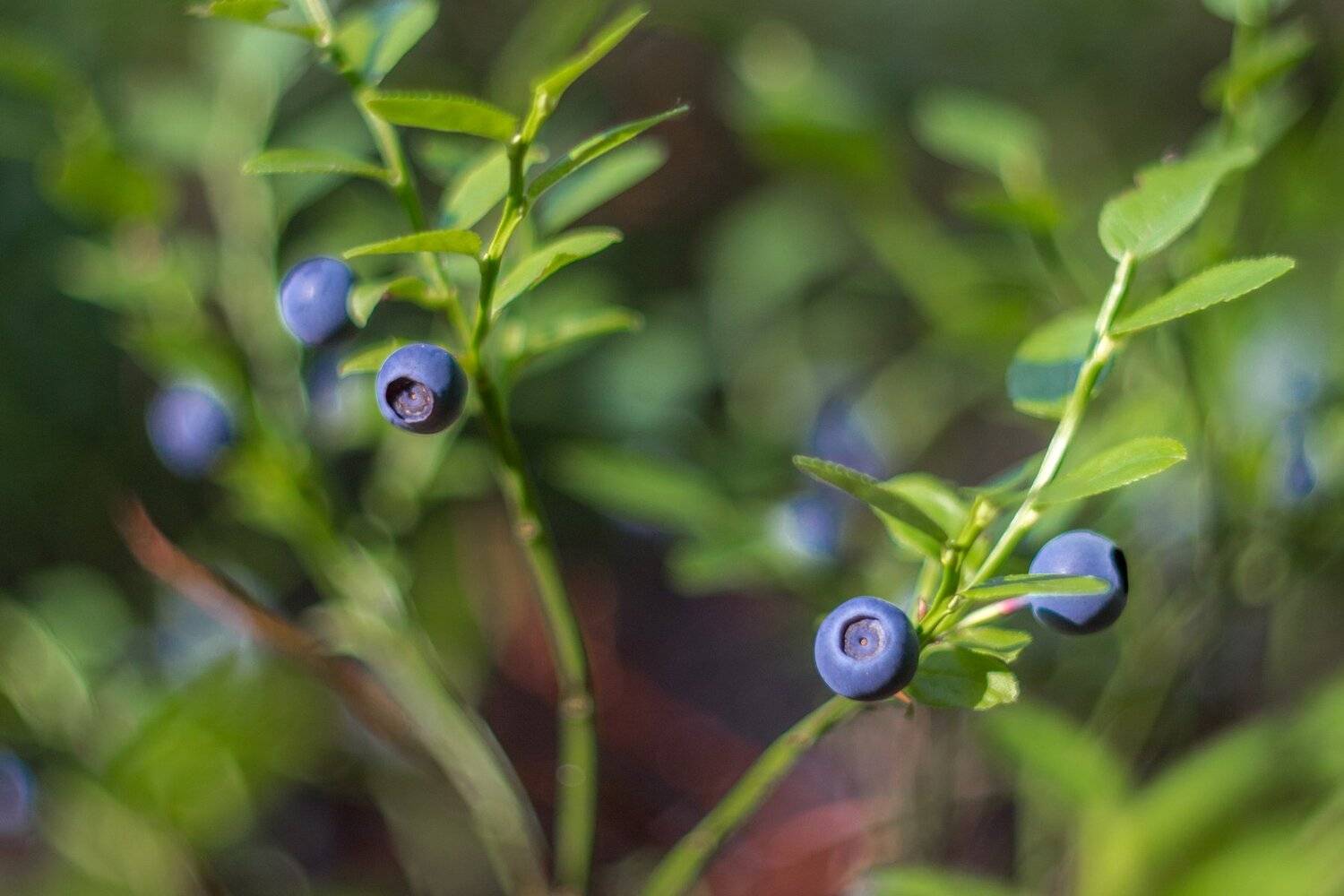 , Руслан Востриков