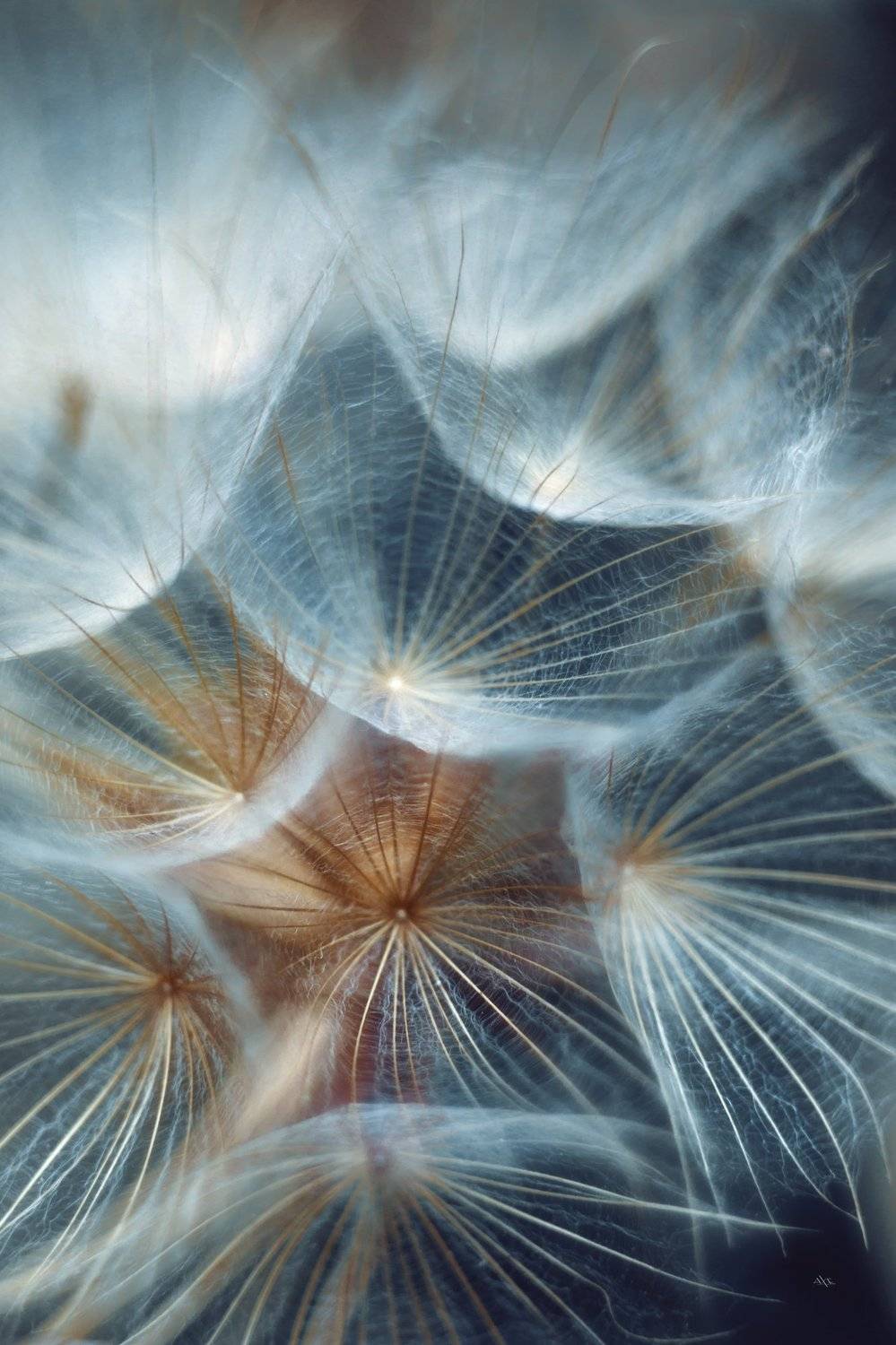 macro, flowers, dandelion, colors, Руслан Болгов (Axe)