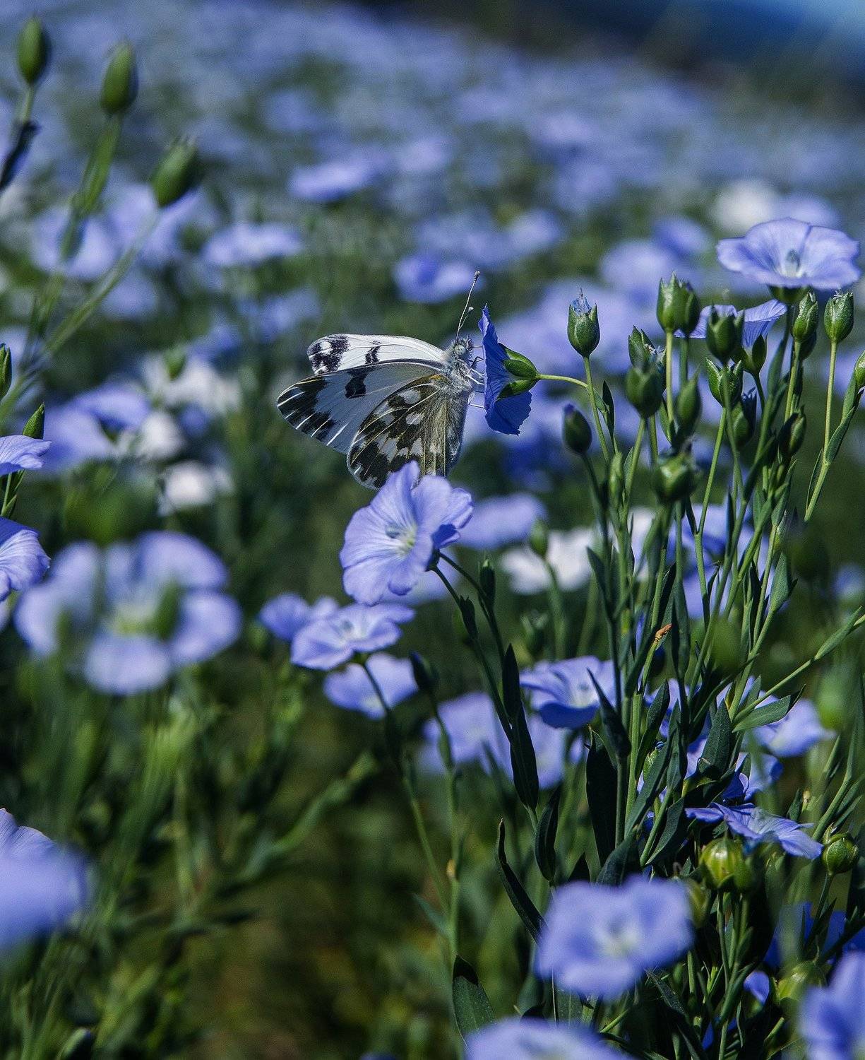 , Елена Вапняр