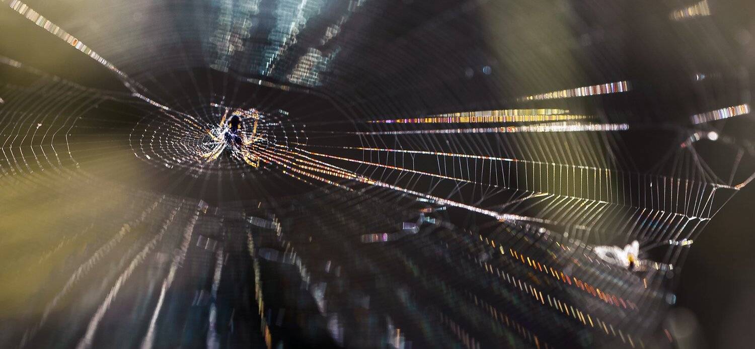 природа, макро, насекомое, паук, паутина, Неля Рачкова