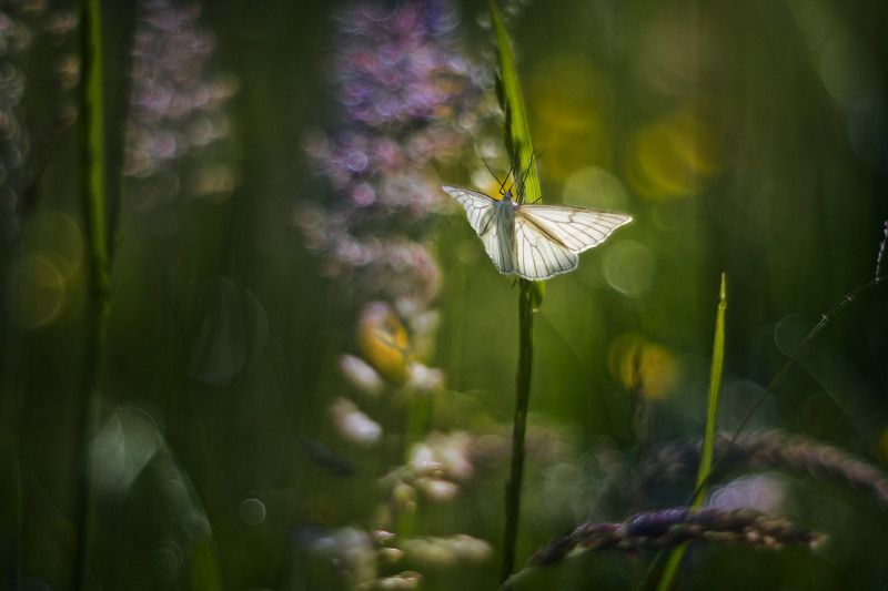 Angel фото превью