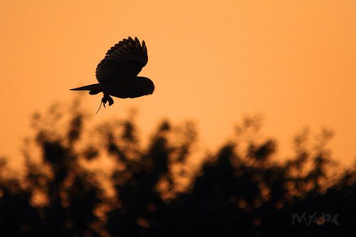 Мышь и ушастая