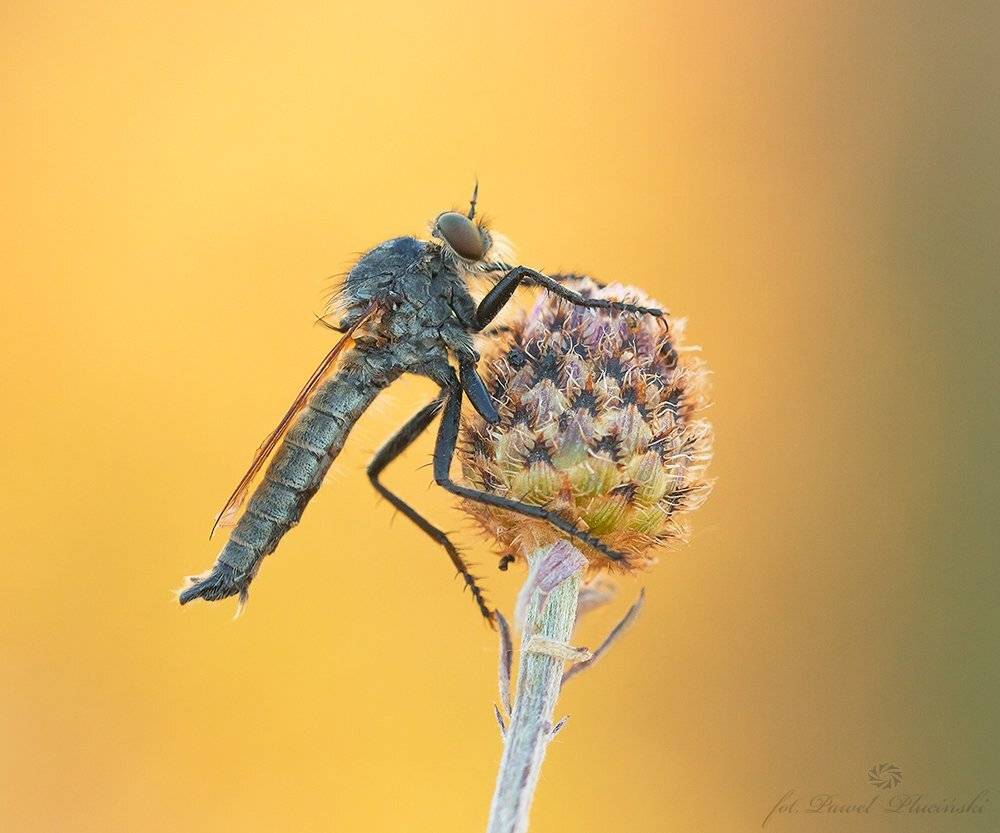 , Pawel Plucinski