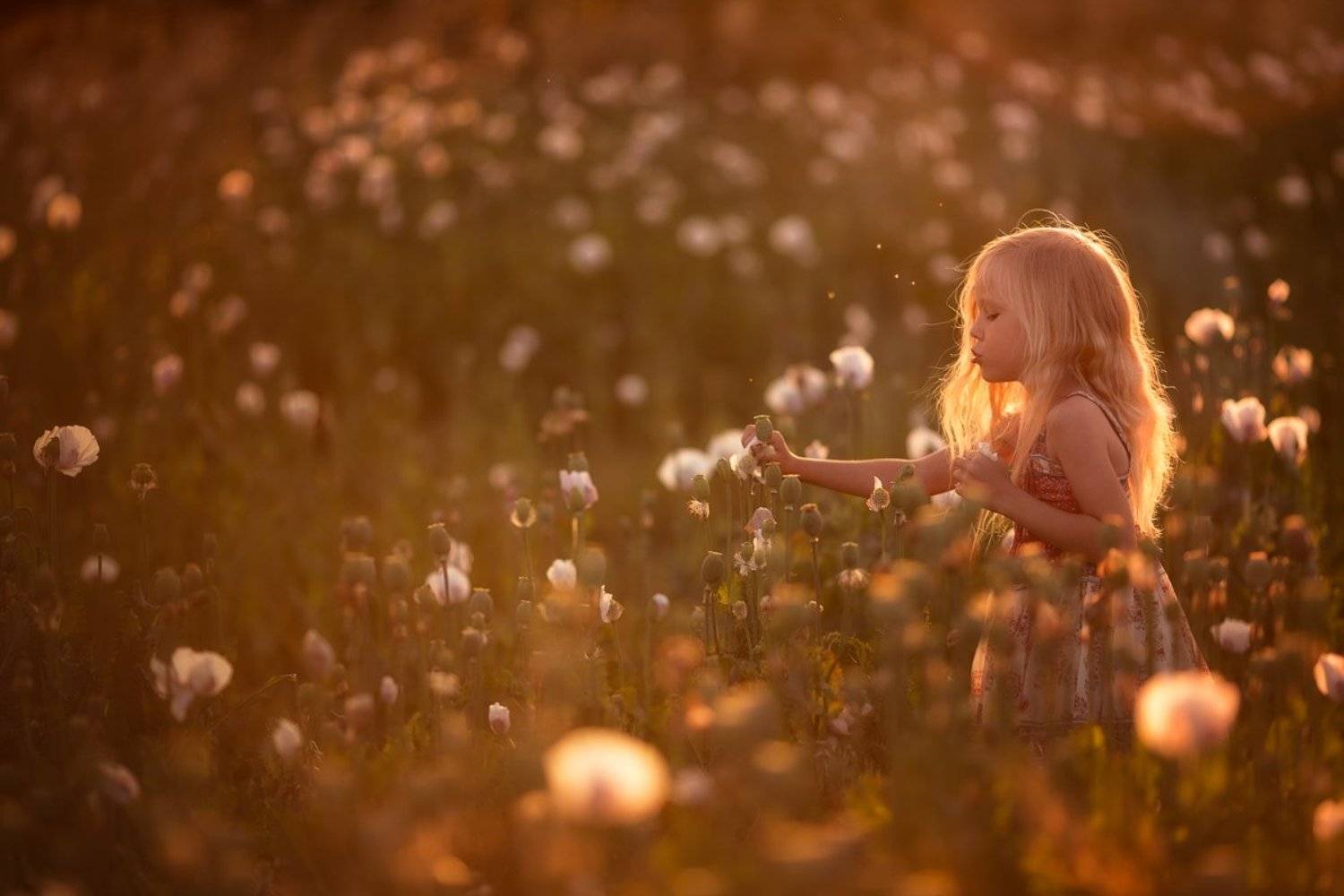 мак, маковое поле, девочка, девочка в маках, закат, закатное, цветы, белые цветы, Важенина Елена