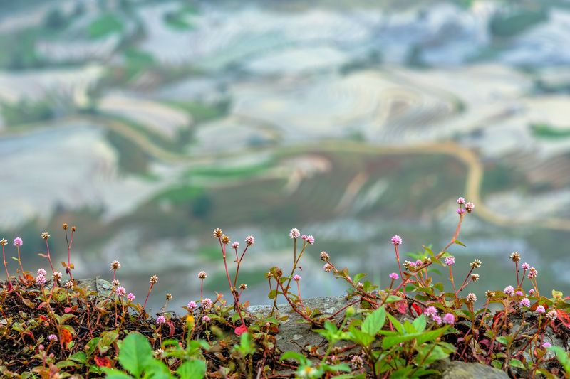 Wildflower фото превью