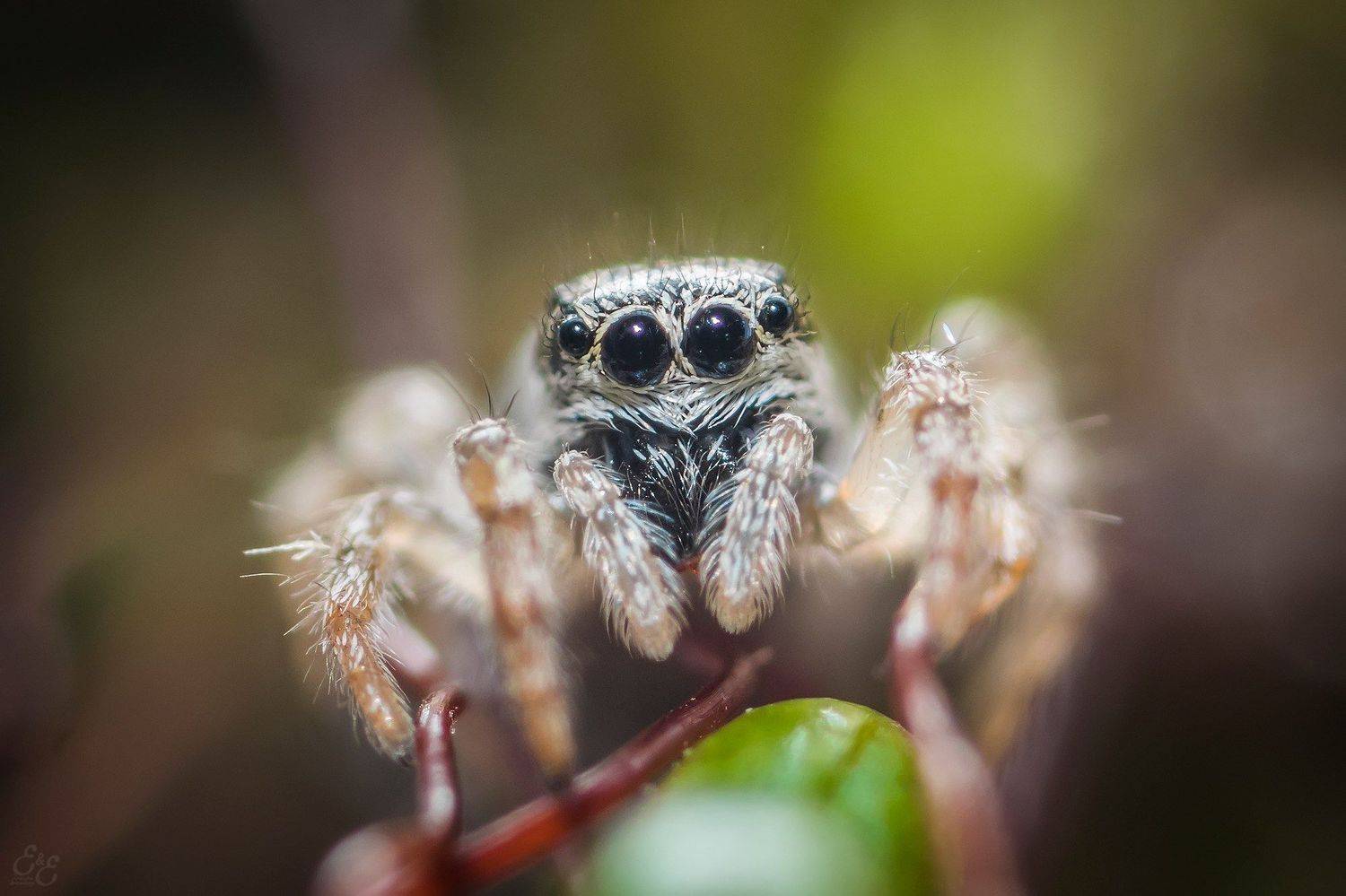 , Евгения Муравская