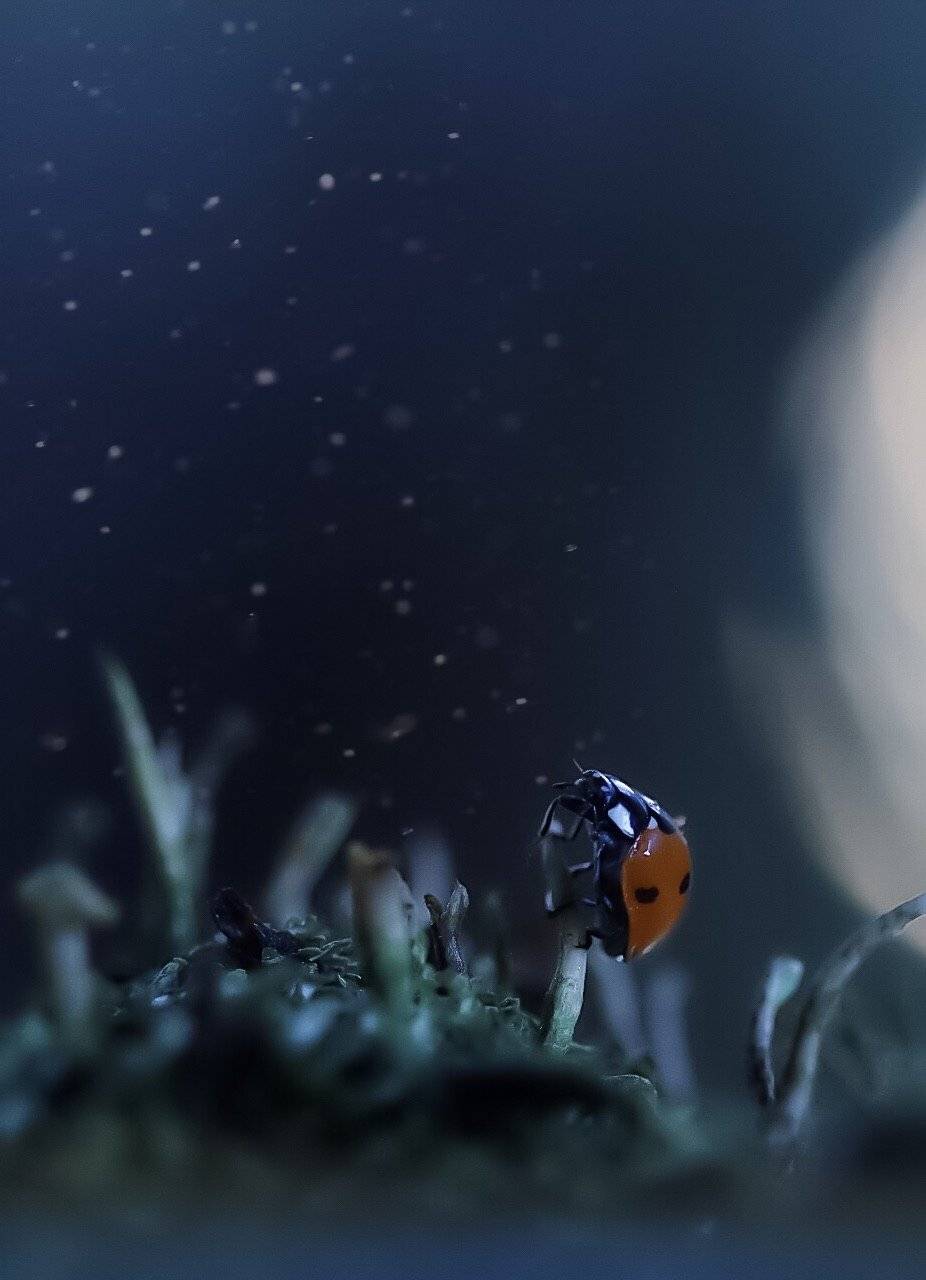 Ladybug, ночь, night, moon, macro, nature, мох, macronature, природа, Людмила Гудина
