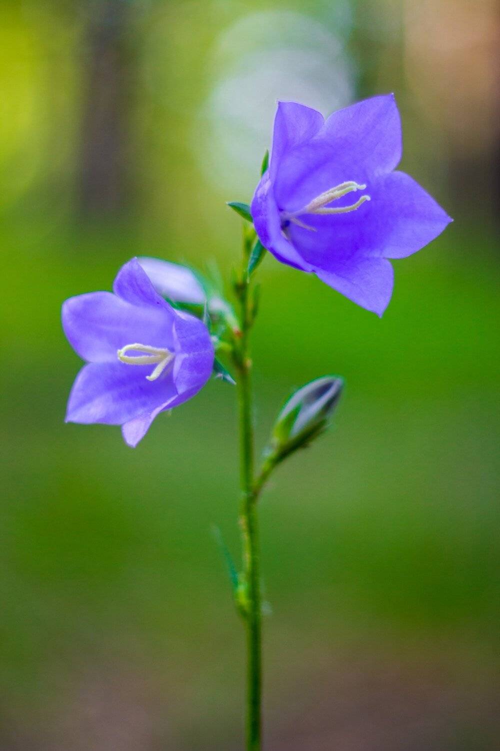 , Руслан Востриков