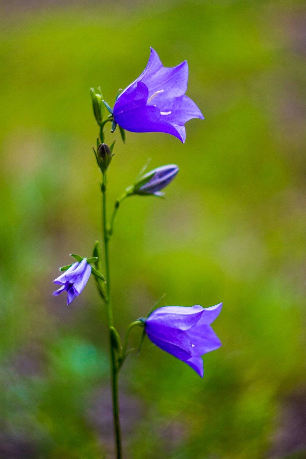 , Руслан Востриков