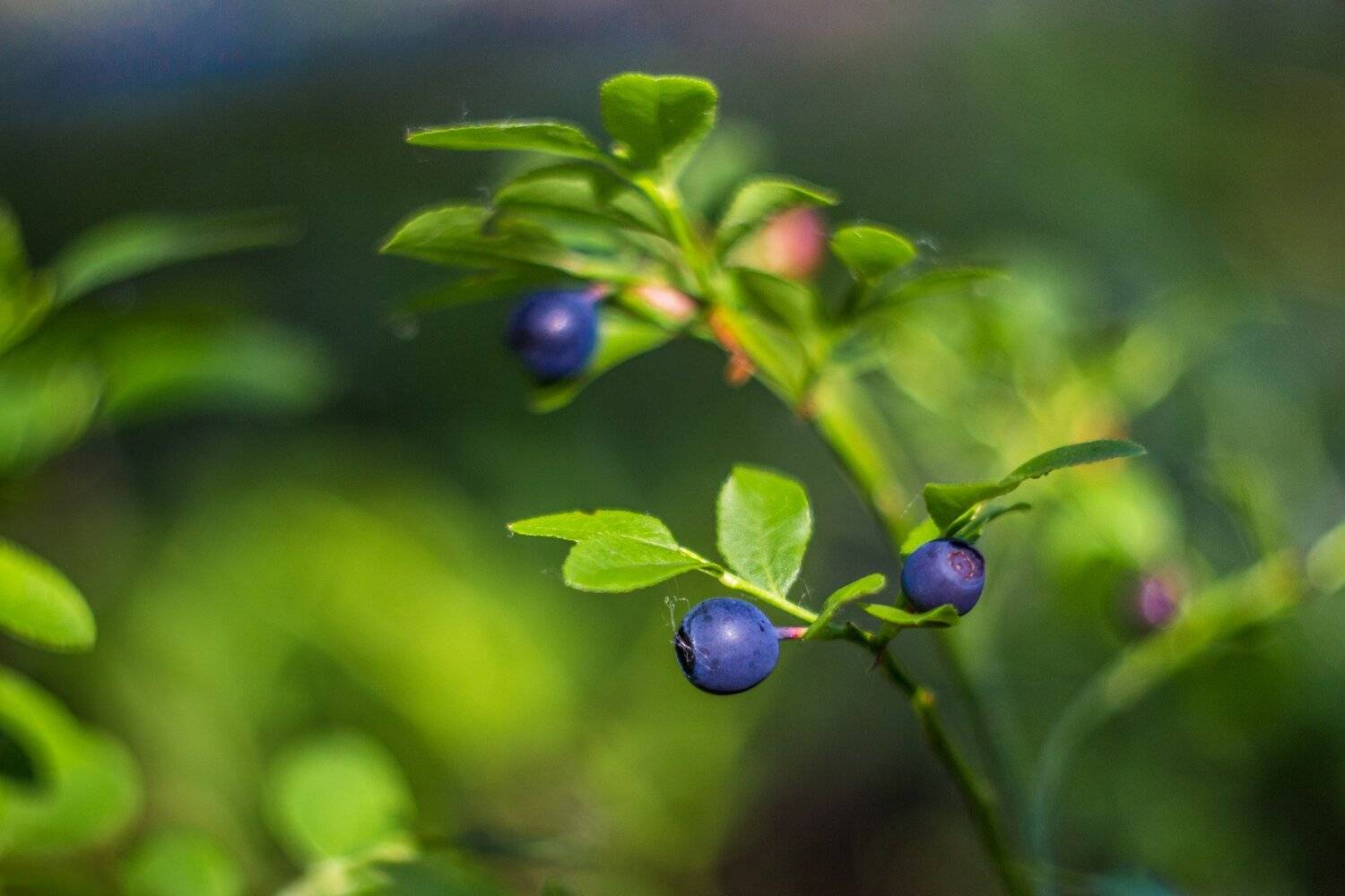 , Руслан Востриков