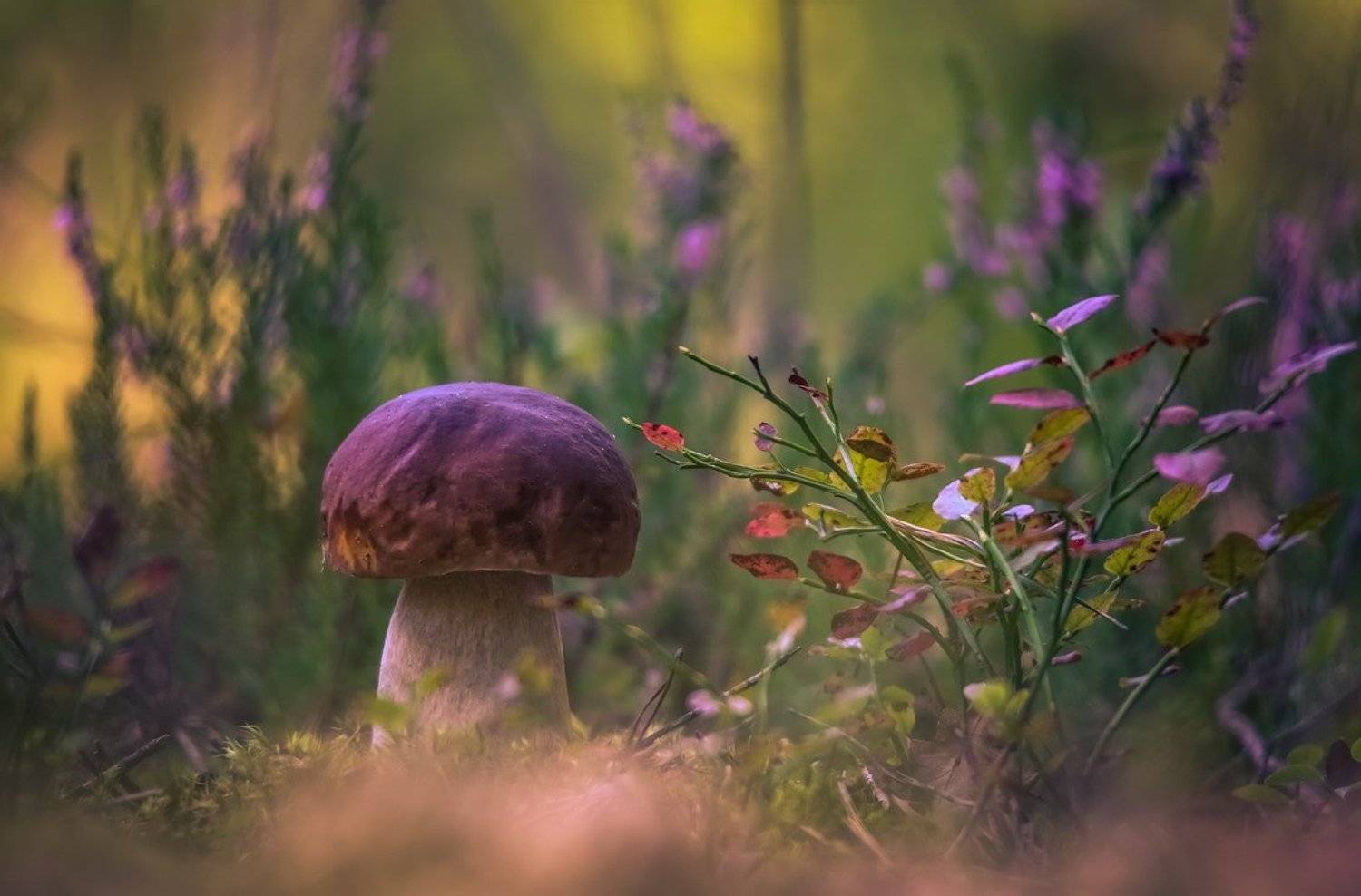 , Вячеслав Мищенко