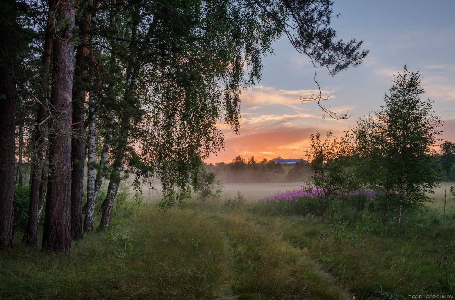 лето,туман,лес,природа,пейзаж,деревья,стволысосны,закат,вечер,таинственность, кипрей,иван-чай,цветы,суходрев, Горшков Игорь