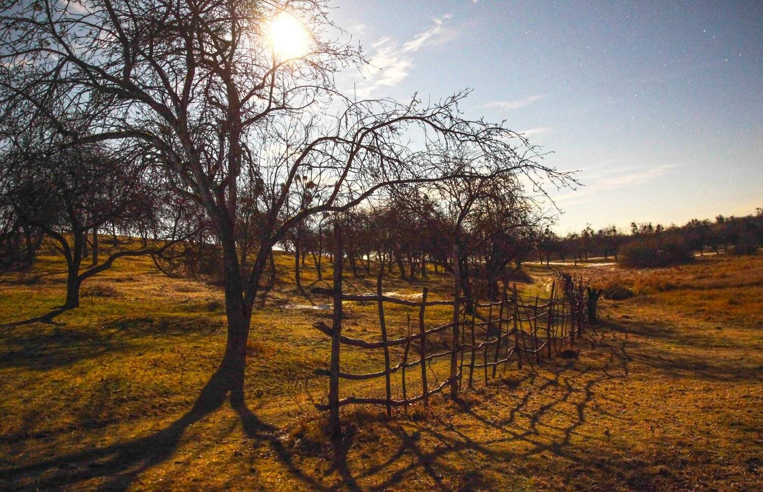 ночь,луна,звёзды,пейзаж,сад, Marat Magov