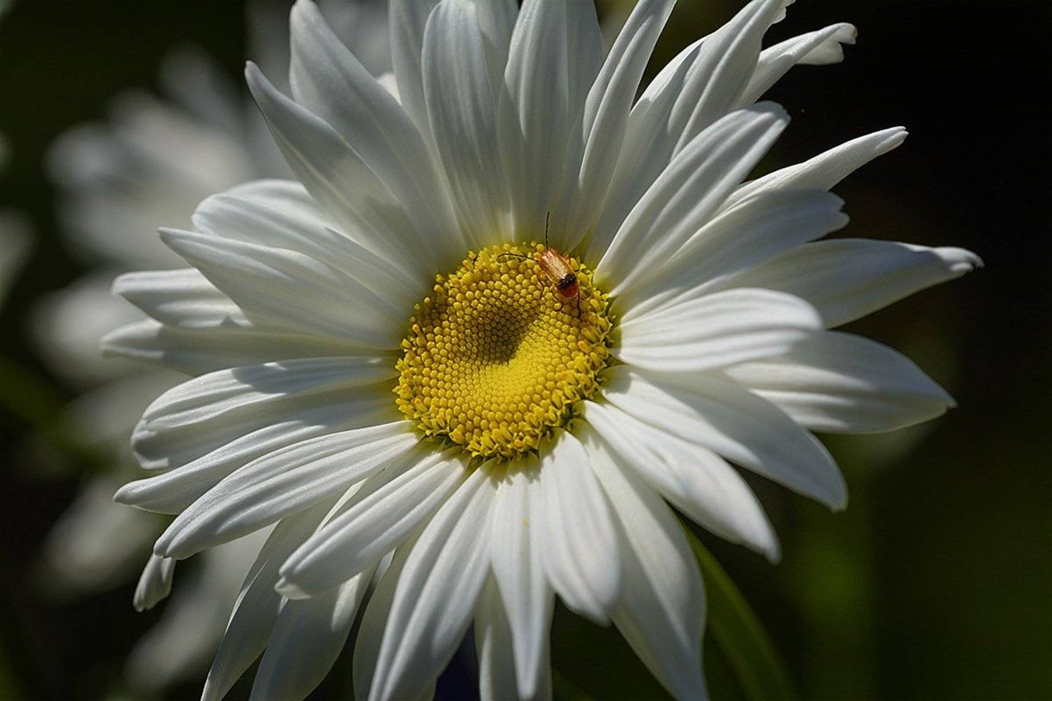 , Анатолий Зверев