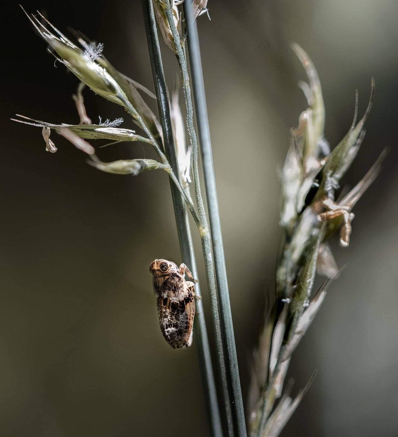 природа, макро, насекомое, цикадка, Неля Рачкова