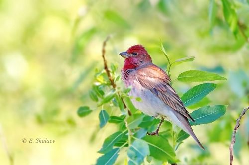 Обыкновенная чечевица