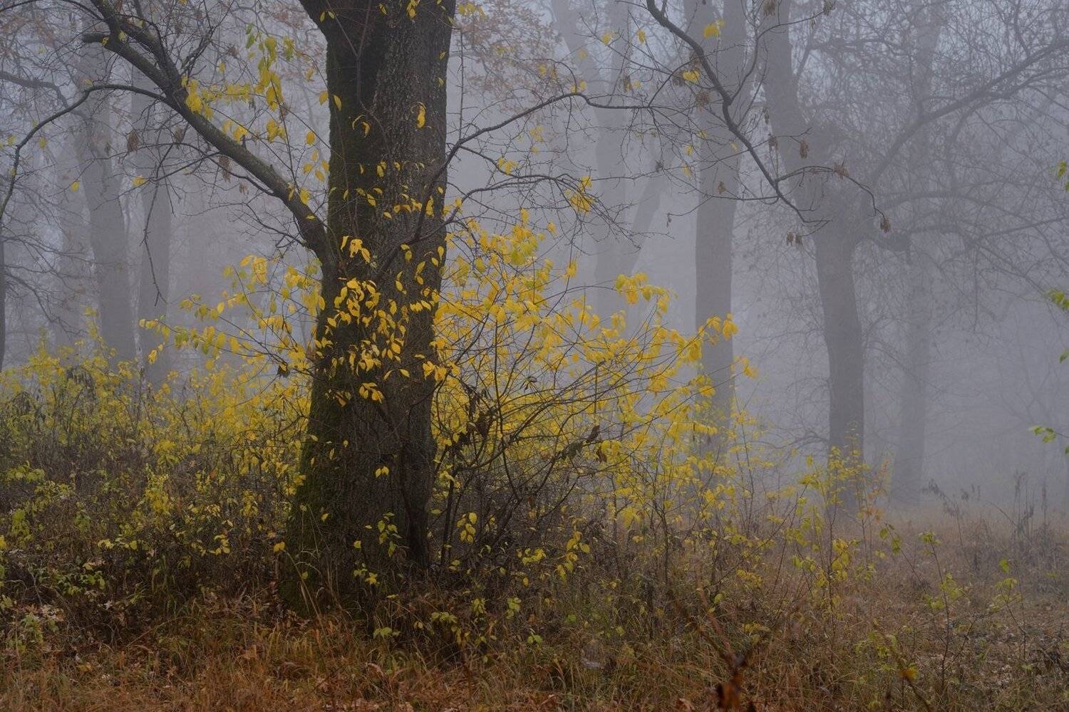 осень рассвет лес листва туман, Александр Жарников