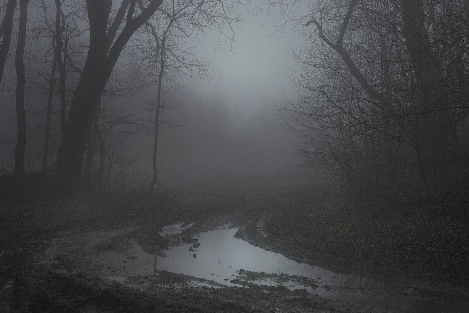 зима лес туман дорога, Александр Жарников