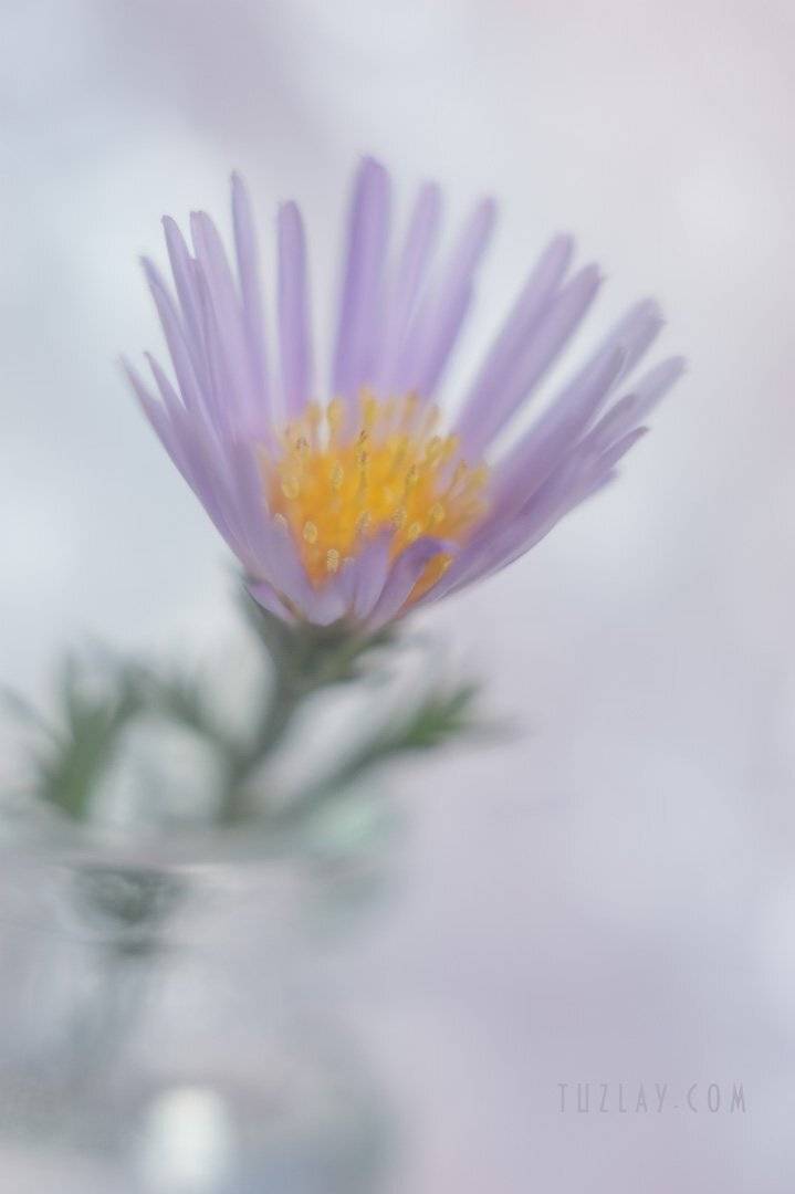 лето во флаконе, пузырек, purple, лиловый цветок, боке, софт фокус, bokeh, юпитер 8, Владимир Тузлай