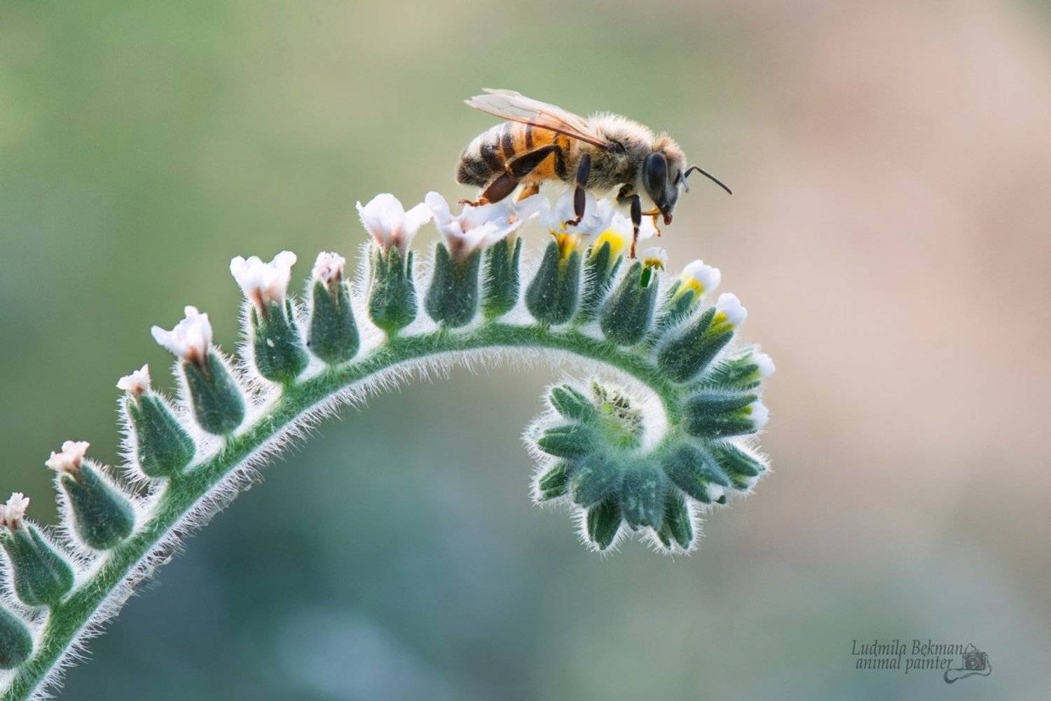 пчела, утро, июль, Людмила Бекман