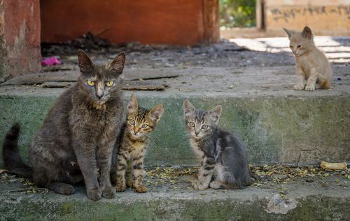 ЖИТЕЛИ ЗАБРОШЕННЫХ ДВОРЦОВ.
