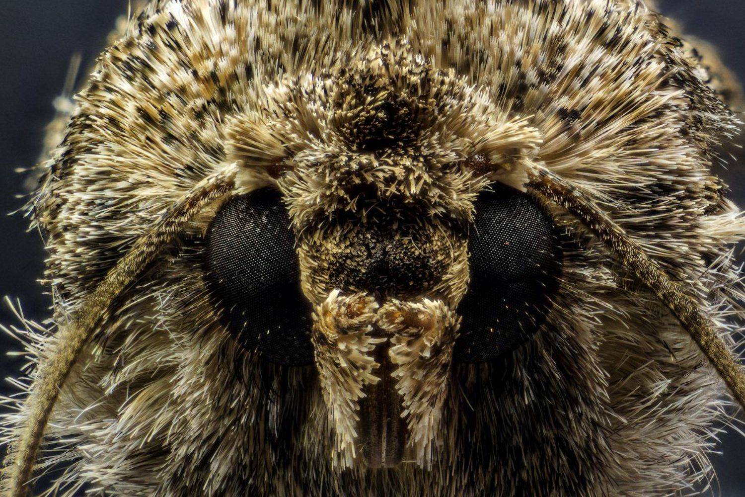 моль, макро, шуба, глаза., Сергей Жуковский