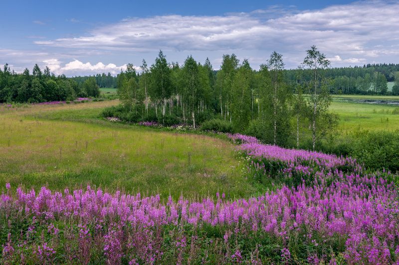 Иван-чай фото превью
